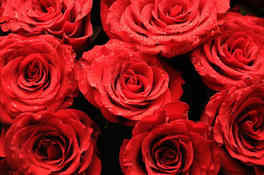 Close-up view of fresh red roses with dew drops, showcasing vibrant colors and delicate petals.